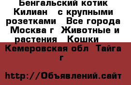 Бенгальский котик Килиан , с крупными розетками - Все города, Москва г. Животные и растения » Кошки   . Кемеровская обл.,Тайга г.